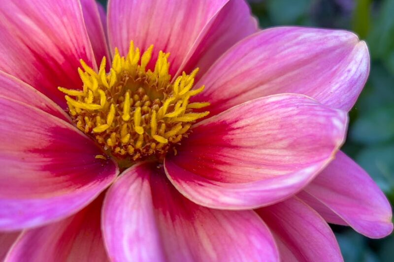 Yaşayan Çatı Bitkisel Kaplama: Drenaj ve Su Yönetimi