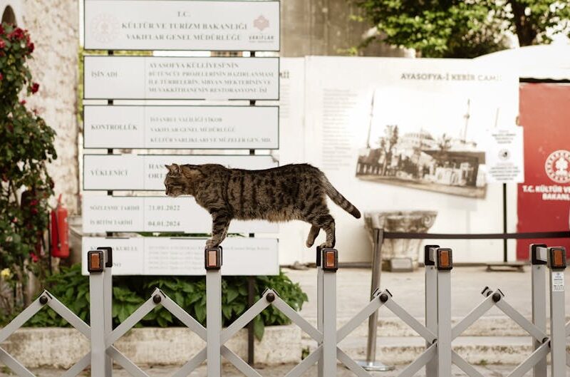 Çatı Su Yalıtımı: Katman Sırası ve Derz Uygulamaları